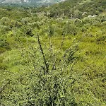Li A 100 Mt Dal Mare Cilento Coast Scario